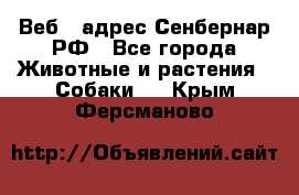 Веб – адрес Сенбернар.РФ - Все города Животные и растения » Собаки   . Крым,Ферсманово